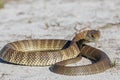 Eastern Tiger Snake Royalty Free Stock Photo