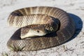 Eastern Tiger Snake Royalty Free Stock Photo