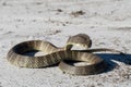 Eastern Tiger Snake Royalty Free Stock Photo