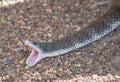 Eastern Tiger Snake Royalty Free Stock Photo