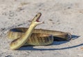 Eastern Tiger Snake Royalty Free Stock Photo