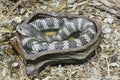 Eastern tiger snake Notechis scutatus scutatus Royalty Free Stock Photo