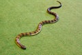 Eastern tiger snake Notechis scutatus scutatus indoor on green Royalty Free Stock Photo