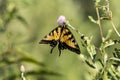 Eastern Tiger Swallow Butterfly (Papilio Glaucus) in wild pink blazingstar flowers with soft background Royalty Free Stock Photo