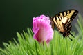 Eastern Tiger Swallow Tail Butterfly and Dianthus