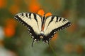 Eastern Tiger Swallowtail Royalty Free Stock Photo