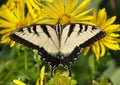 Eastern Tiger Swallowtail Royalty Free Stock Photo