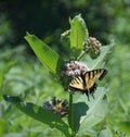 Eastern Tiger Swallowtail butterfly feeding on milkweed flower Royalty Free Stock Photo