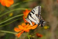 Eastern Tiger Swallowtail