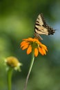 Eastern Tiger Swallowtail