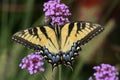 Eastern Tiger Swallowtail Royalty Free Stock Photo