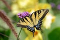 Eastern Tiger Swallowtail