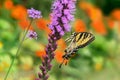 Eastern Tiger Swallowtail Royalty Free Stock Photo