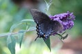 Eastern tiger swallowtail black and blue butterfly on purple flower bush Royalty Free Stock Photo