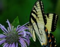 An Eastern Tiger Swallowtail butter fly Royalty Free Stock Photo