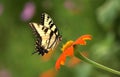 Eastern Tiger Swallowtail Butterfly