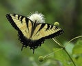 Eastern tiger Swallowtail Butterfly on buttonbush