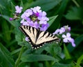 Eastern Tiger Swallowtail Butterfly On Dames Rocket