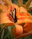 Eastern Tiger Swallowtail Butterfly Diving Deep into Daylily Royalty Free Stock Photo