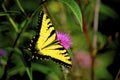 Eastern Tiger Swallowtail   32999 Royalty Free Stock Photo