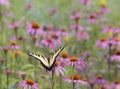 Eastern Tiger Swallowtail Butterfly in Dreamy Field of Coneflowers Royalty Free Stock Photo