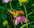 Eastern tiger swallowtail butterfly in a field of Echinacea Coneflowers