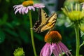 Eastern tiger swallowtail butterfly in a field of Echinacea Coneflowers