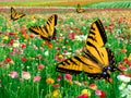 Eastern Tiger Swallowtail Butterfly ~ Flower Field