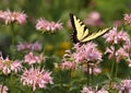 Eastern Tiger Swallowtail Butterfly Flying in Soft Focus Garden Royalty Free Stock Photo