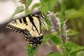 Eastern Tiger Swallowtail Butterfly on Hyssop Flowers