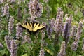 Eastern Tiger Swallowtail Butterfly on Hyssop Flowers