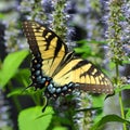 Eastern Tiger Swallowtail Butterfly Royalty Free Stock Photo
