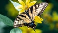 Eastern Tiger Swallowtail Butterfly with Injured Wing Sipping Nectar from the Accommodating Flower Royalty Free Stock Photo