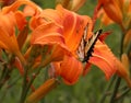 Eastern Tiger Swallowtail Butterfly on Lovely Orange Daylily Royalty Free Stock Photo