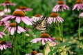 Eastern Tiger Swallowtail butterfly in a meadow of Echinacea flowers.