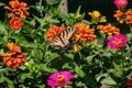 Eastern Tiger Swallowtail butterfly on multi-colored Zinnia flowers. Royalty Free Stock Photo