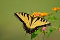Eastern Tiger Swallowtail Butterfly Royalty Free Stock Photo