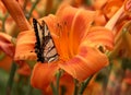 Eastern Tiger Swallowtail Butterfly on Orange Daylily Royalty Free Stock Photo