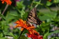 Eastern Tiger Swallowtail butterfly on orange Zinnia flower. Royalty Free Stock Photo