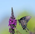 Eastern Tiger Swallowtail butterfly (Papilio glaucus)