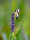 Eastern tiger swallowtail butterfly - Papilio glaucus - on Pickerelweed - Pontederia cordata - purple blue blooms green bokeh Royalty Free Stock Photo