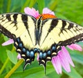 Swallowtail butterfly on Purple Coneflower Royalty Free Stock Photo