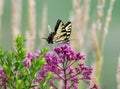 Eastern Tiger Swallowtail Butterfly On Purple Bloom