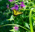 Eastern Tiger swallowtail butterfly on purple flower, Monarda, Royalty Free Stock Photo