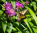 Eastern Tiger swallowtail butterfly on purple flower, Monarda, Royalty Free Stock Photo