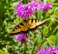 Eastern Tiger Swallowtail Butterfly On Purple Flower, Monarda,