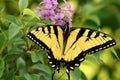Eastern Tiger Swallowtail Butterfly and Purple Flowers Royalty Free Stock Photo