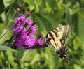 Eastern Tiger Swallowtail Butterfly on purple ironweed flowers