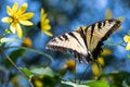 Eastern Tiger Swallowtail Butterfly Sipping Nectar from the Accommodating Flower Royalty Free Stock Photo