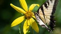 Eastern Tiger Swallowtail Butterfly Sipping Nectar from the Accommodating Flower Royalty Free Stock Photo